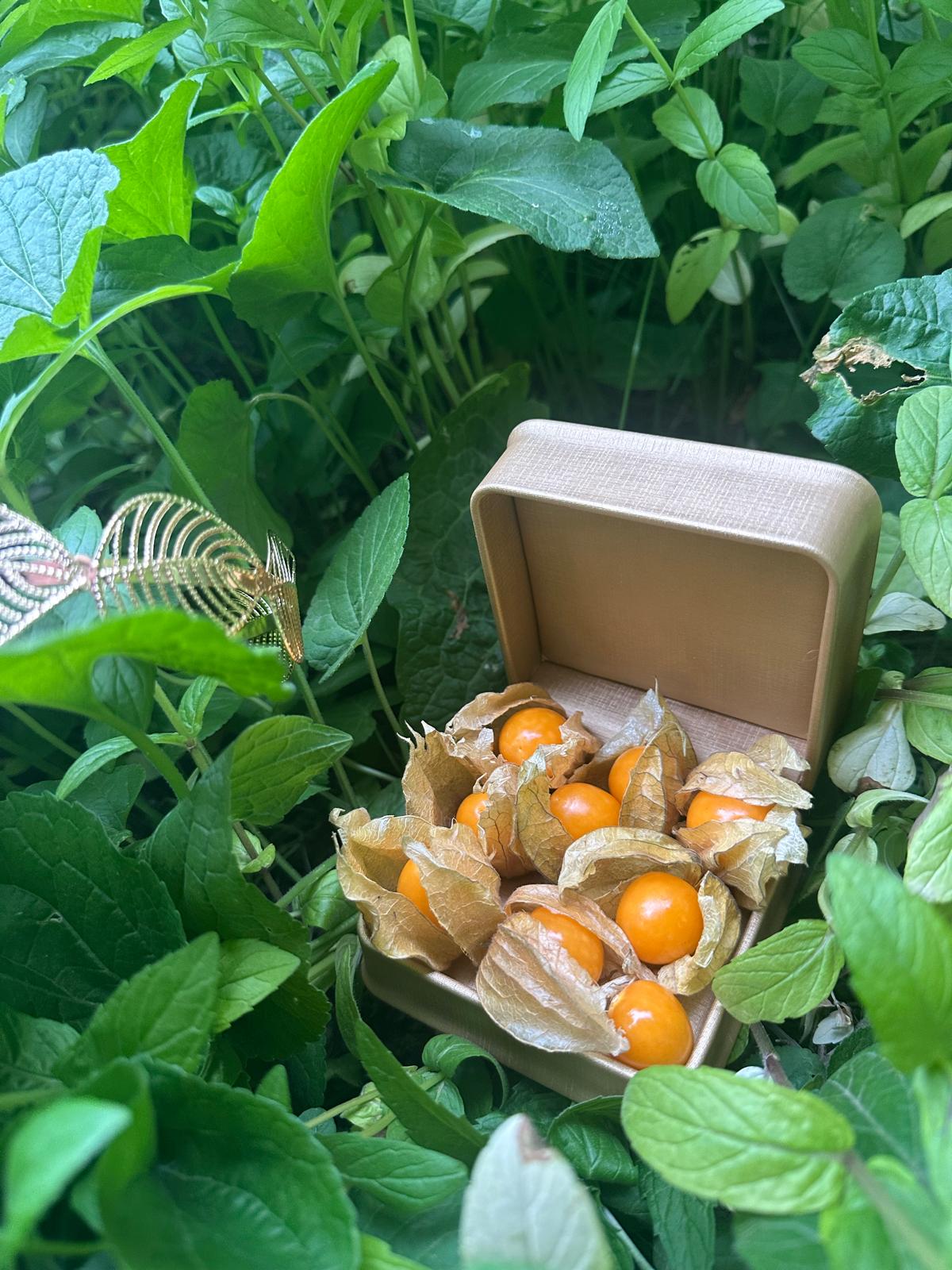 Physalis fruits in an open premium box placed among green leaves
